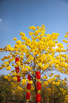 黄花风铃木