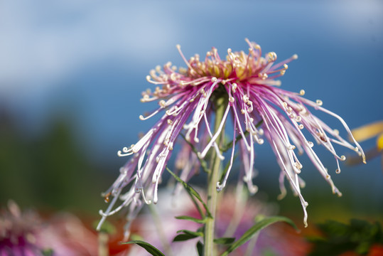 菊花