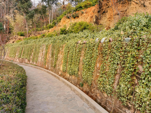 挡墙护坡绿化景观爬藤
