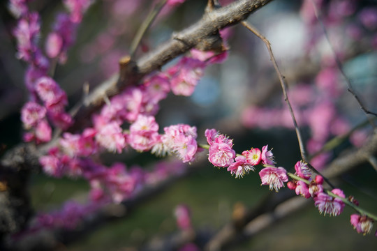 梅花