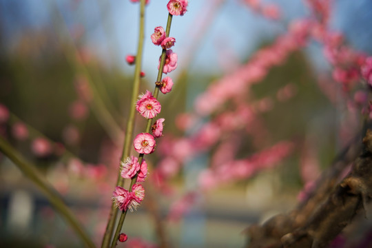 梅花