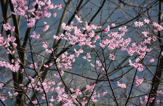 野生樱桃花