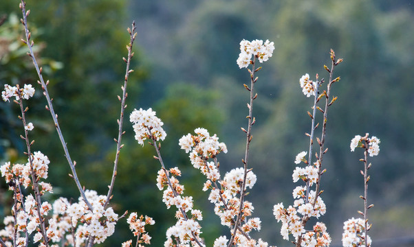 樱桃花