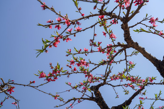 桃花园