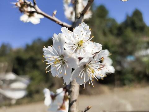 盛开的樱花