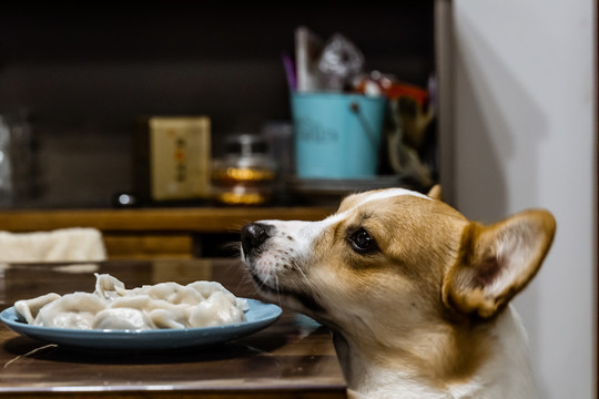 宠物柯基犬