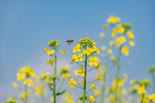 油菜花海