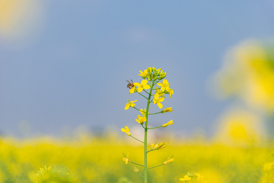 广州冠胜农业公园油菜花