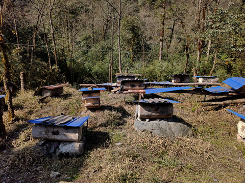 高山野外蜂桶养蜂