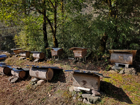 高山野外蜂桶养蜂