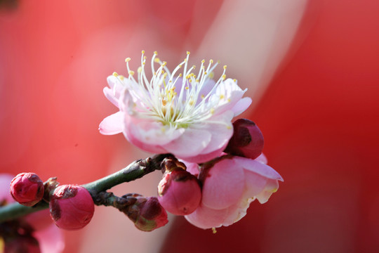 梅花