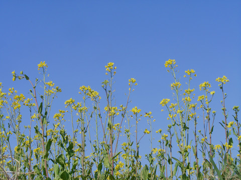 油菜花