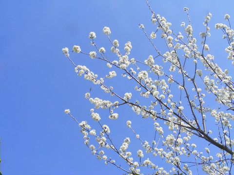 樱桃树开花了