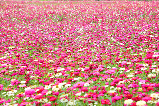 花海