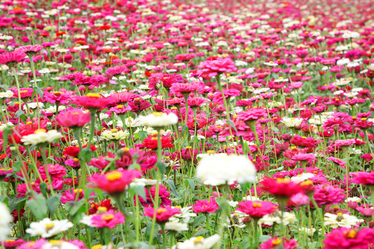 百日菊花海