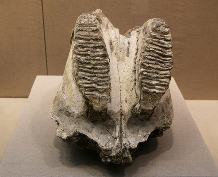 古菱齿象上颌骨化石