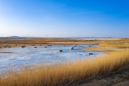 冬季湿地野草