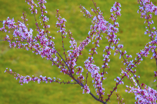 春天山桃花枝