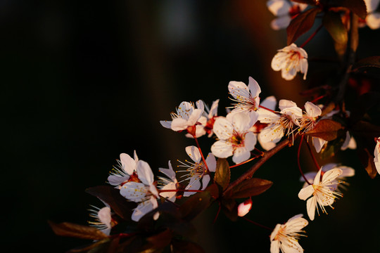 花卉