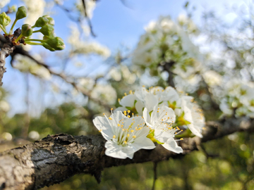 李子花 李园 白花