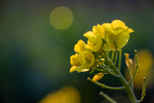 油菜花