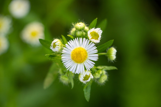 一年蓬野菊花