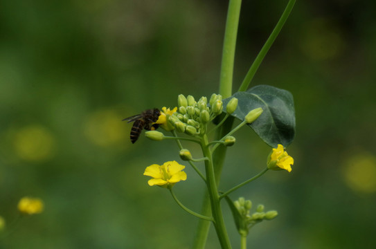 蜜蜂采花