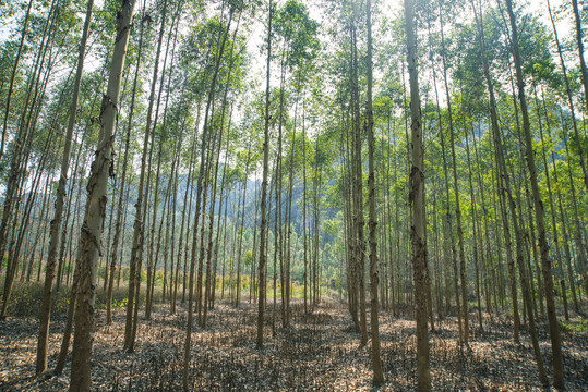 樟树林