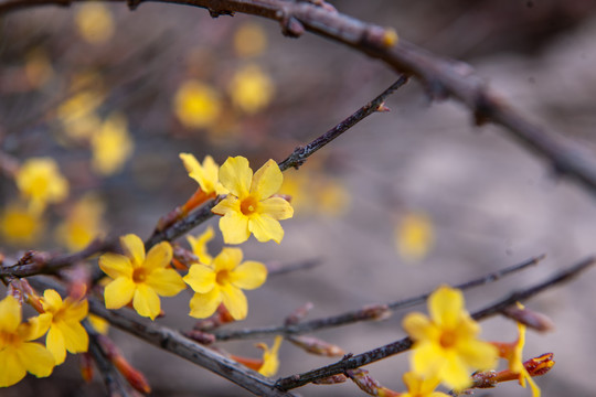 迎春花