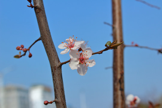 一枝红李花