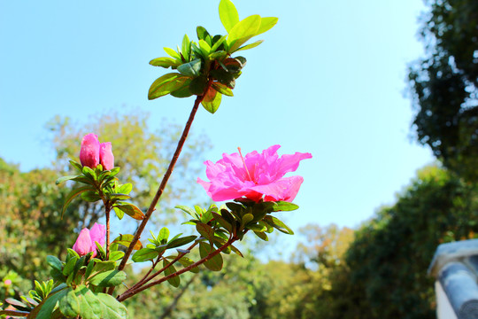 杜鹃花