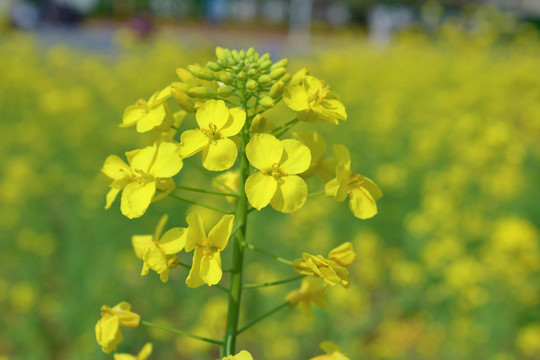 油菜花