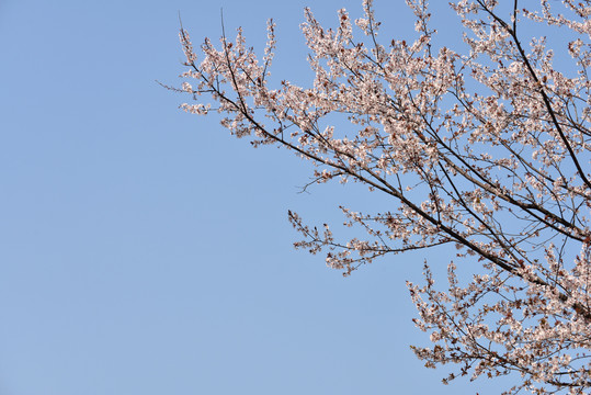 花枝