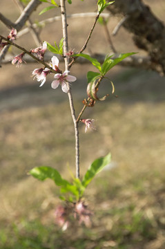 三月桃花枝