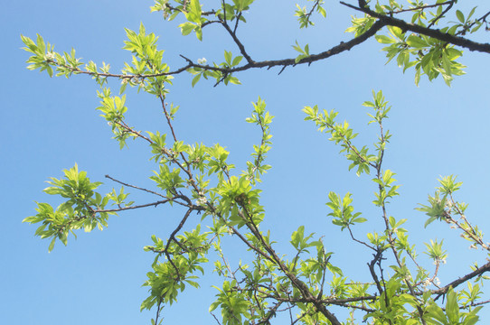 桃树新芽枝