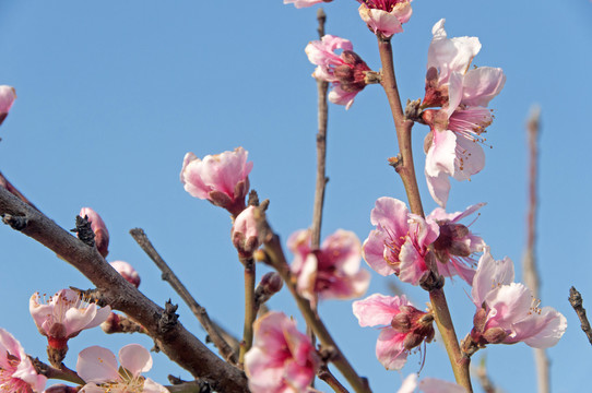 桃花花枝素材图