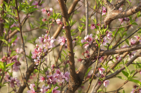 粉色桃花迎春来