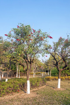 龙牙花树植