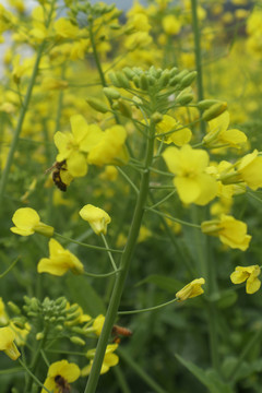 油菜花