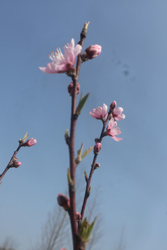 春天桃花桃枝