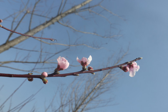 桃花桃枝