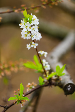 李花