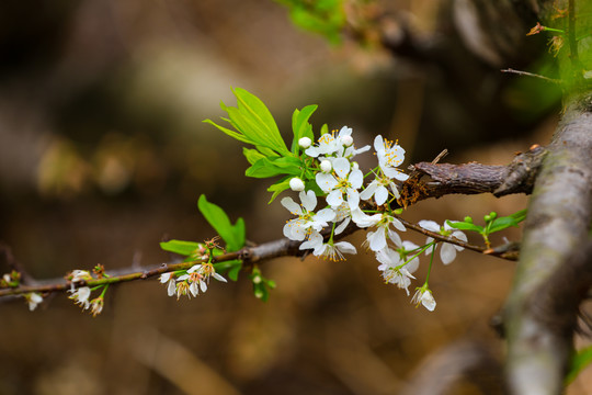 李花