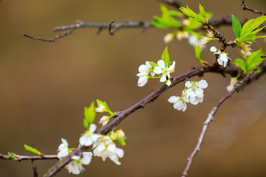 李花