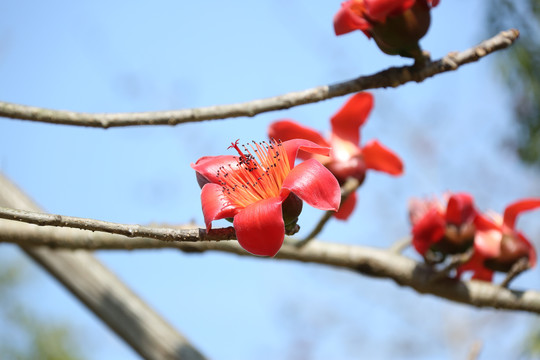 木棉花