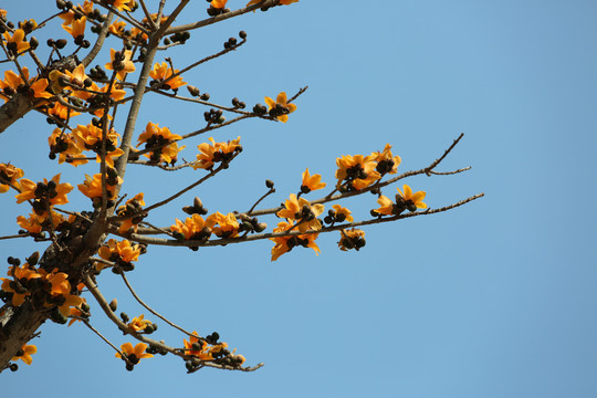 黄色木棉花