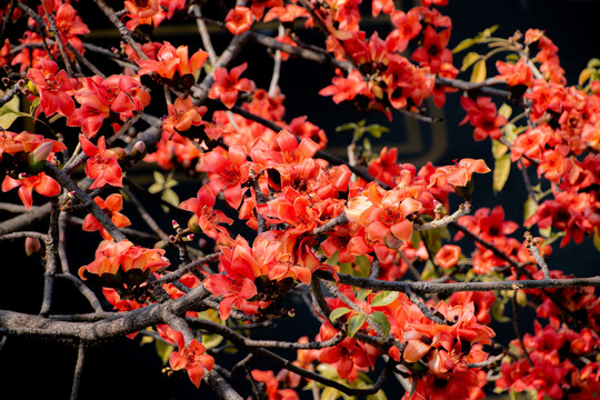 木棉花