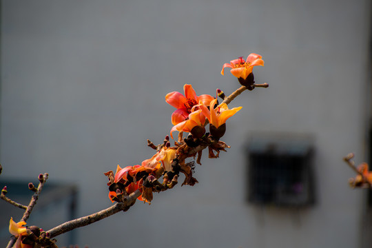 木棉花