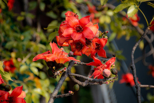 木棉花