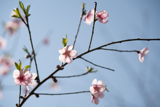 桃花